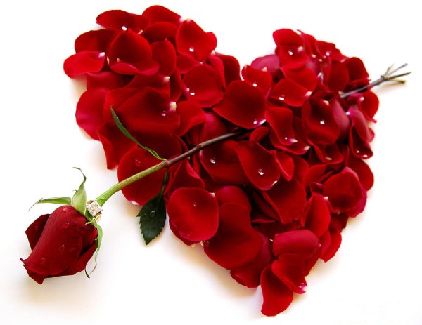 valentine-rose