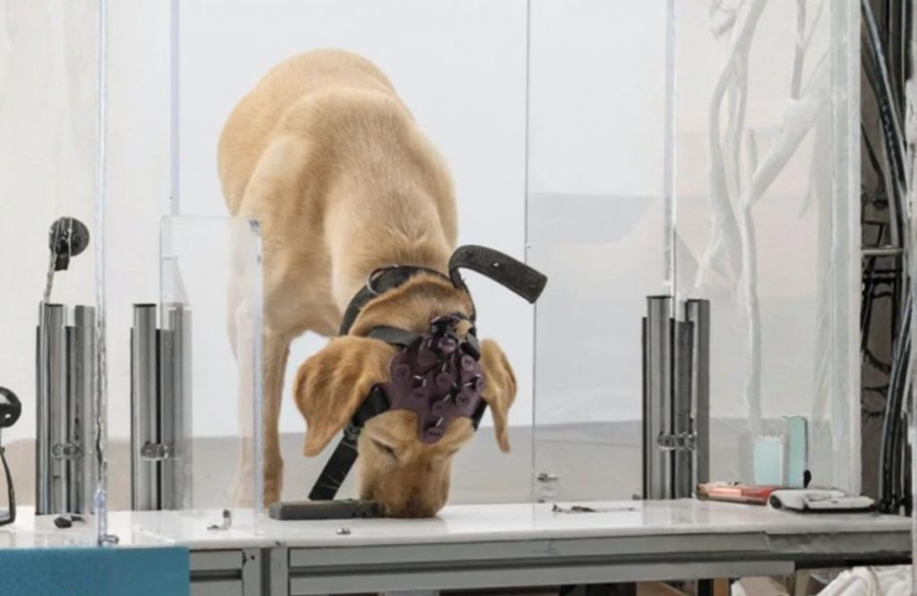 Belagavi-origin entrepreneur and innovator Akash Kulgod, founder of Dognosis, has announced a major global breakthrough in cancer detection, with his team publishing a landmark research paper in the Journal of Clinical Oncology (JCO)