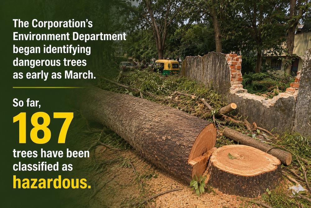 trees cut