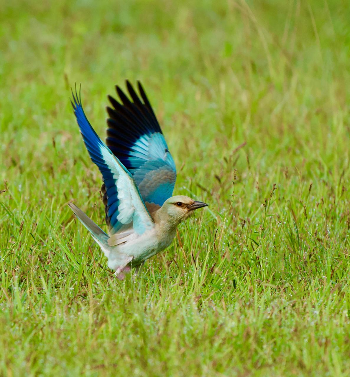 bird